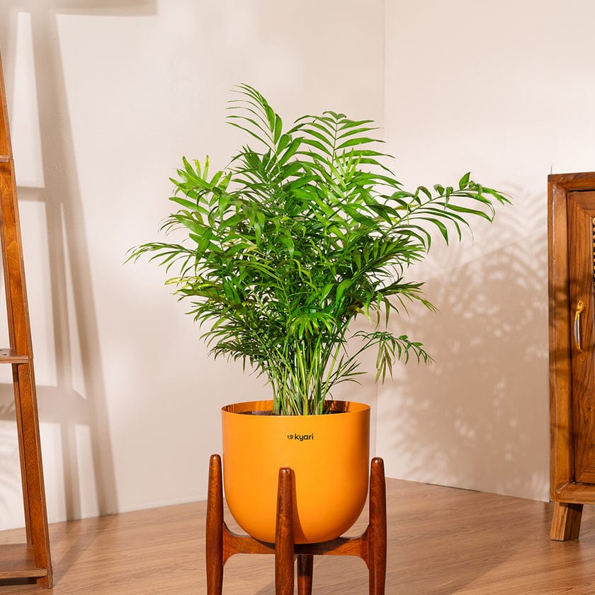 Designer Pot